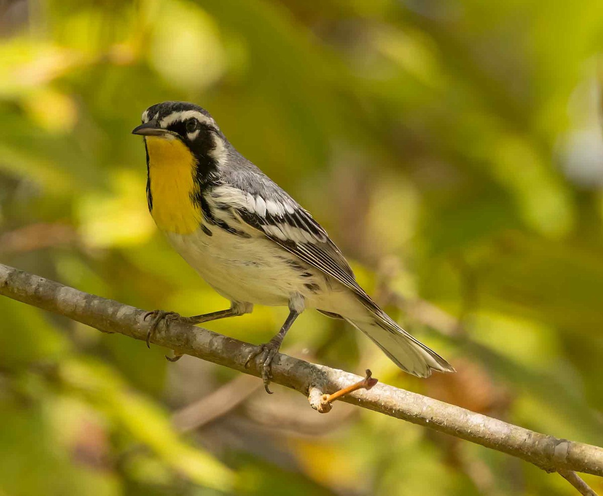 Yellow-throated Warbler - ML624231484