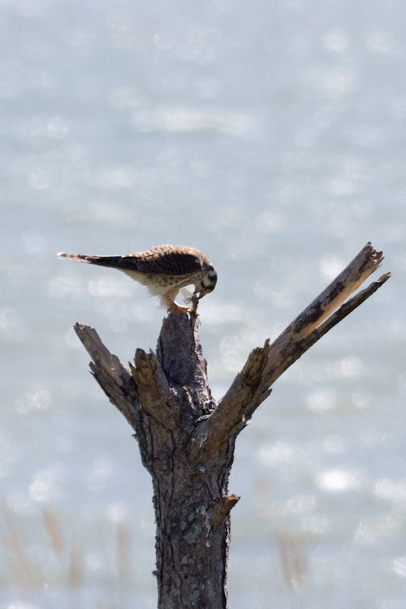 American Kestrel - ML624231622