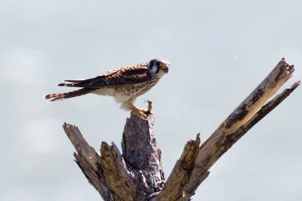 American Kestrel - ML624231625