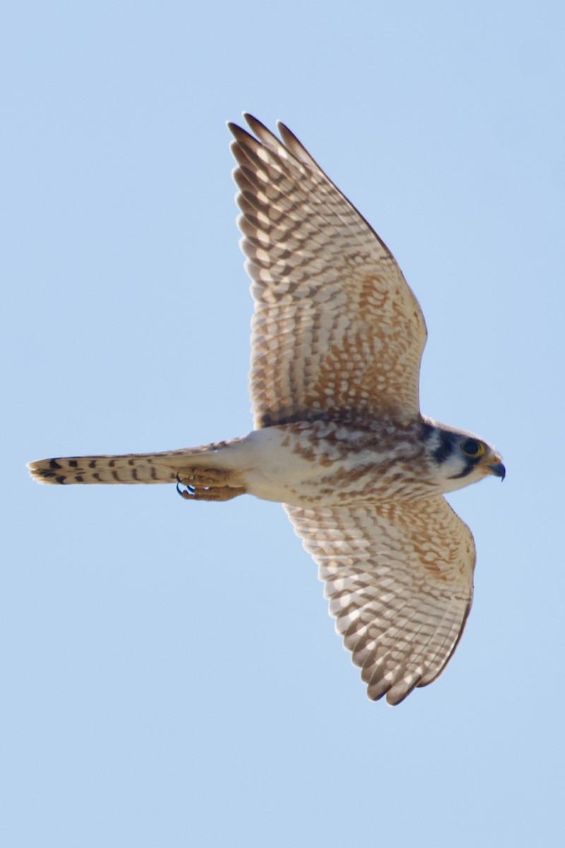 American Kestrel - ML624231630