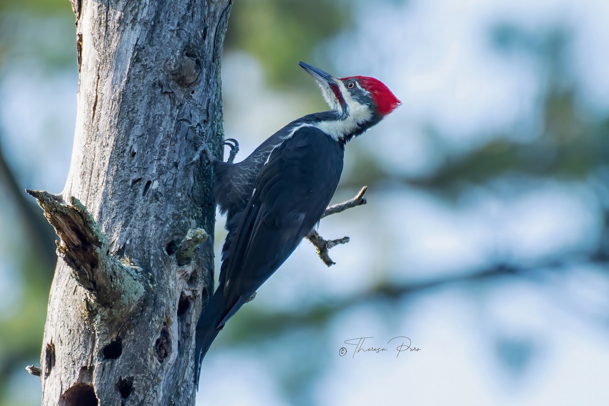 Pileated Woodpecker - ML624231670