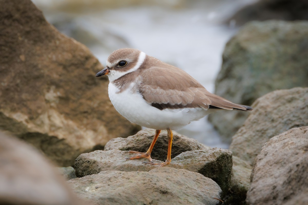 Semipalmated Plover - ML624231679