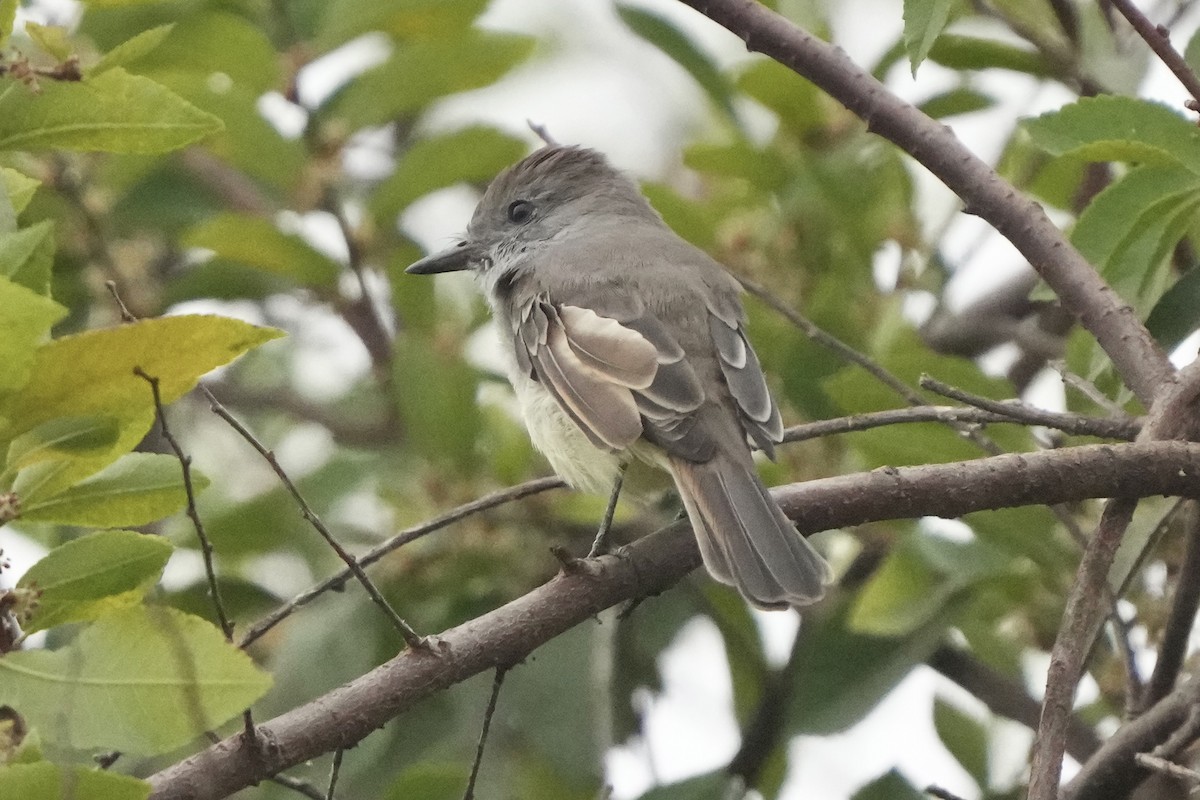 Ash-throated Flycatcher - ML624231688