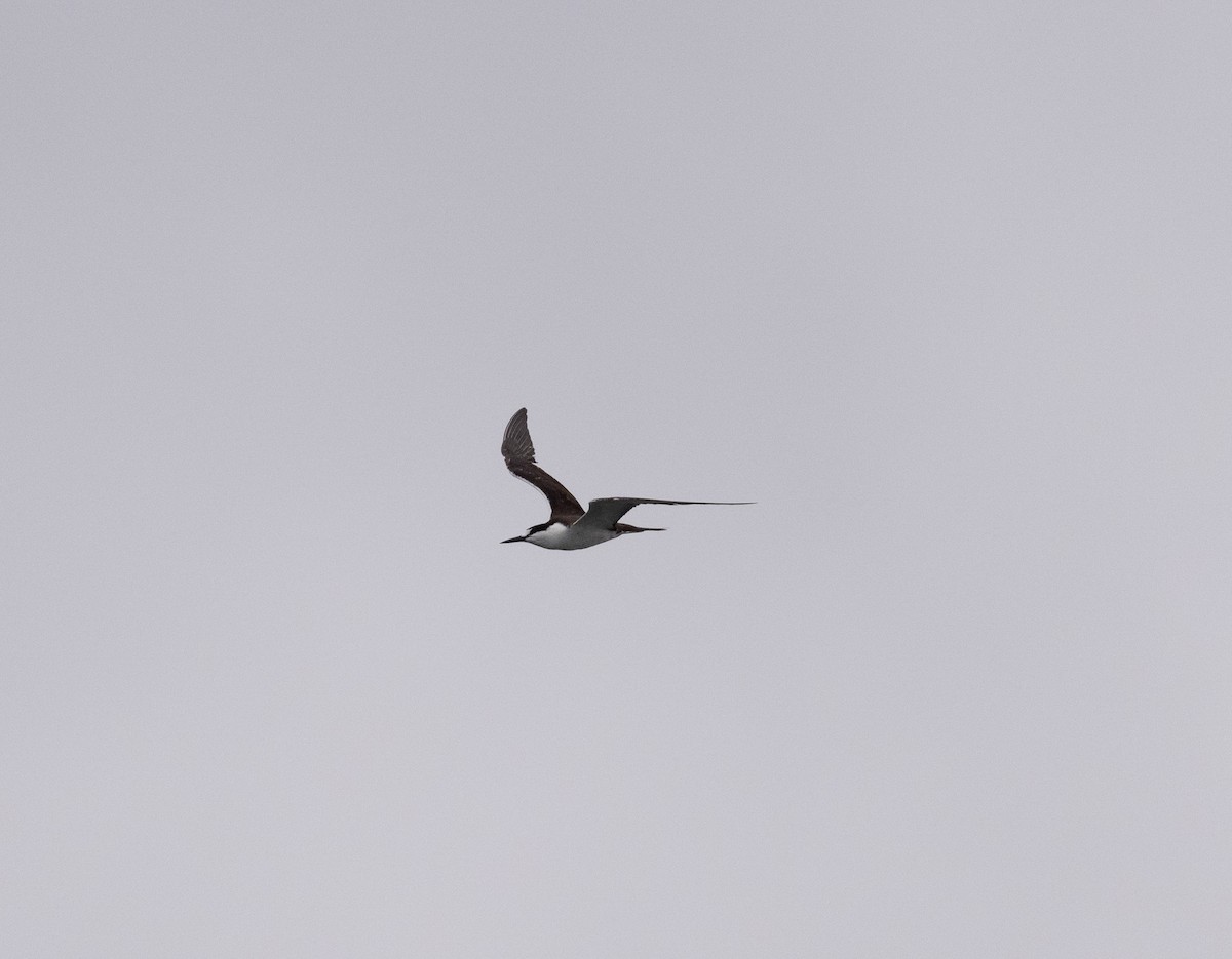 rybák černohřbetý - ML624231700