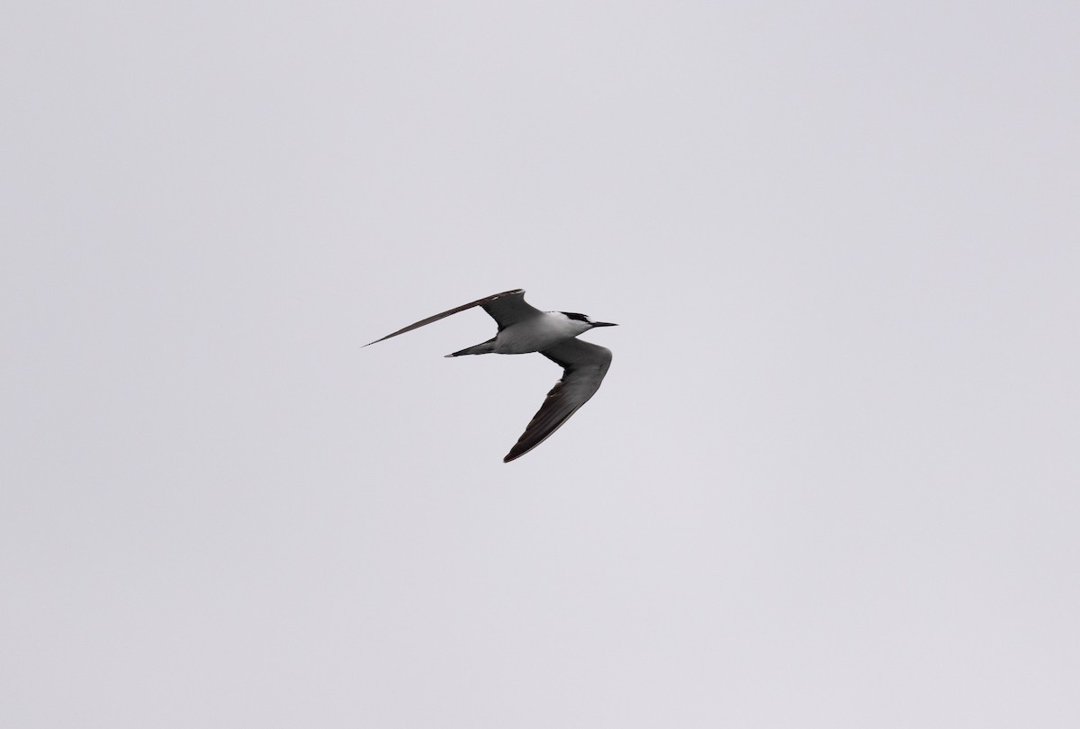 rybák černohřbetý - ML624231701