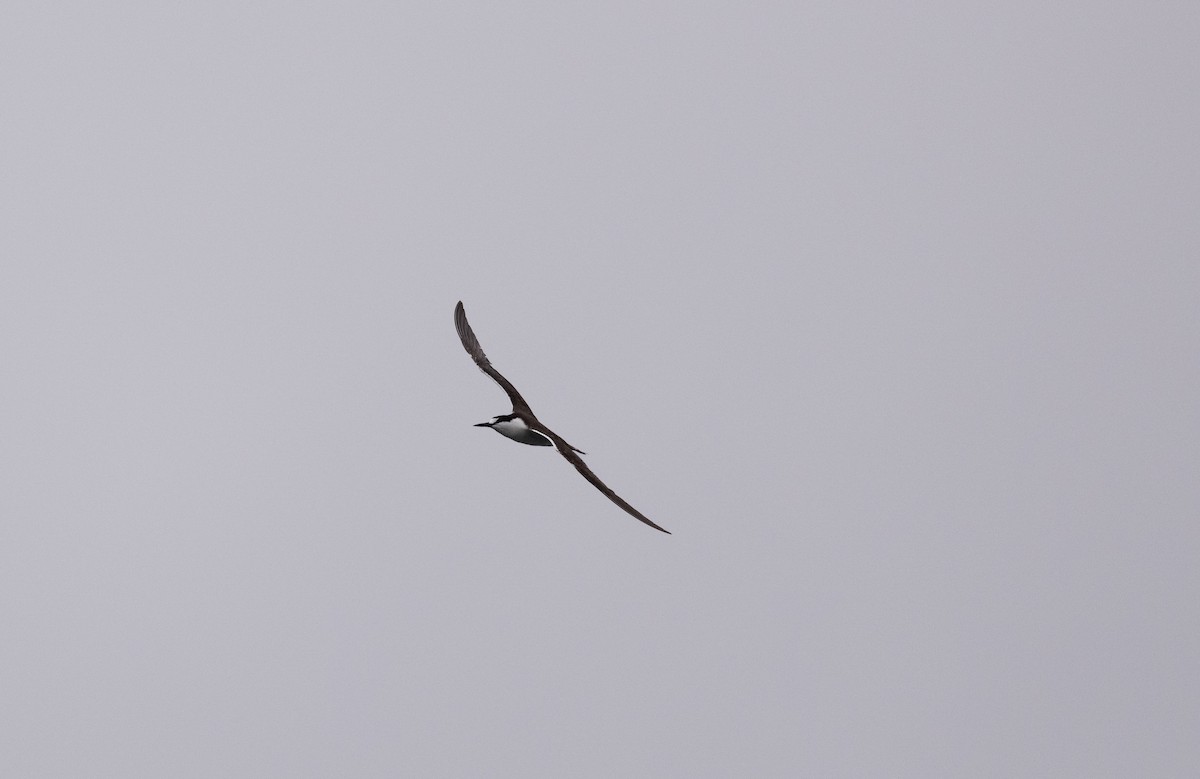 rybák černohřbetý - ML624231702