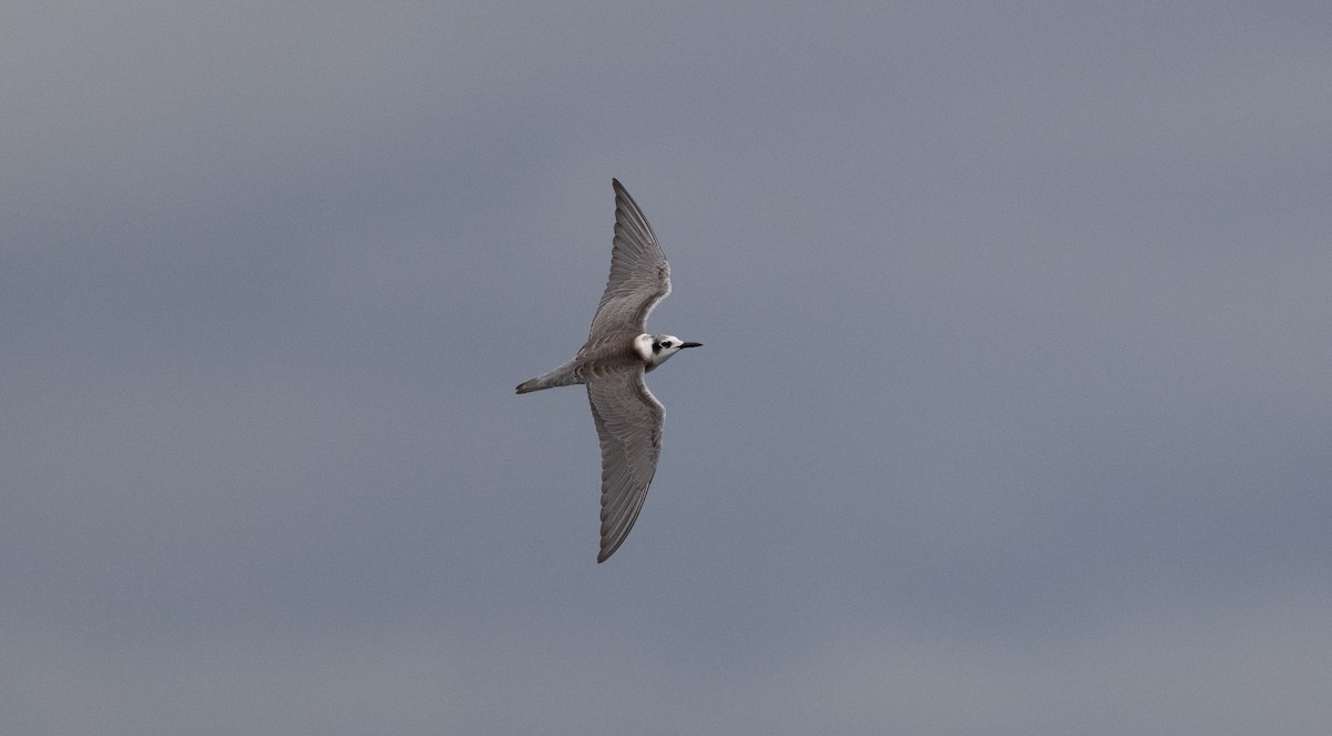 rybák černý - ML624231709