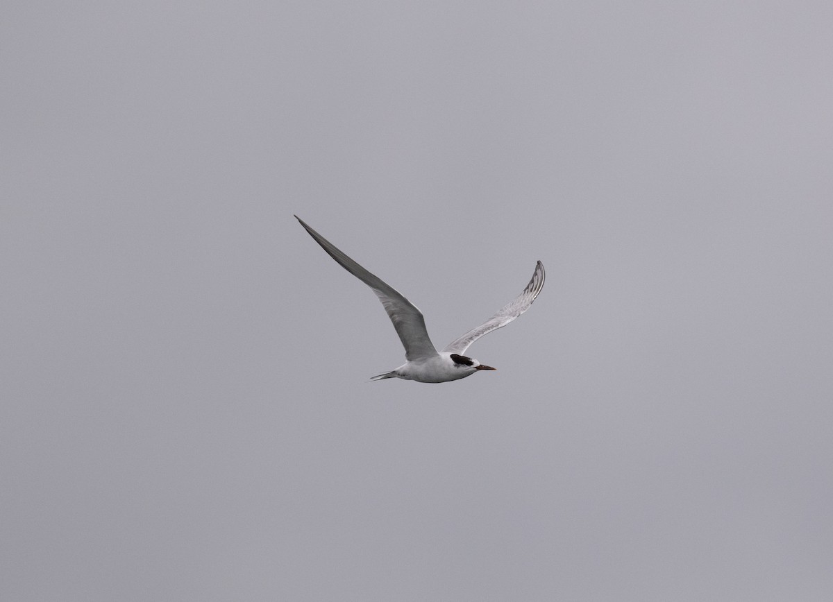 rybák obecný - ML624231719