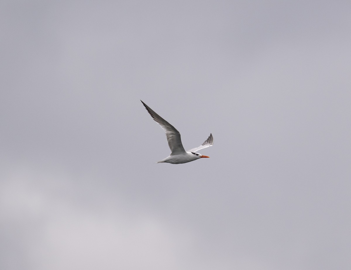 rybák královský - ML624231723