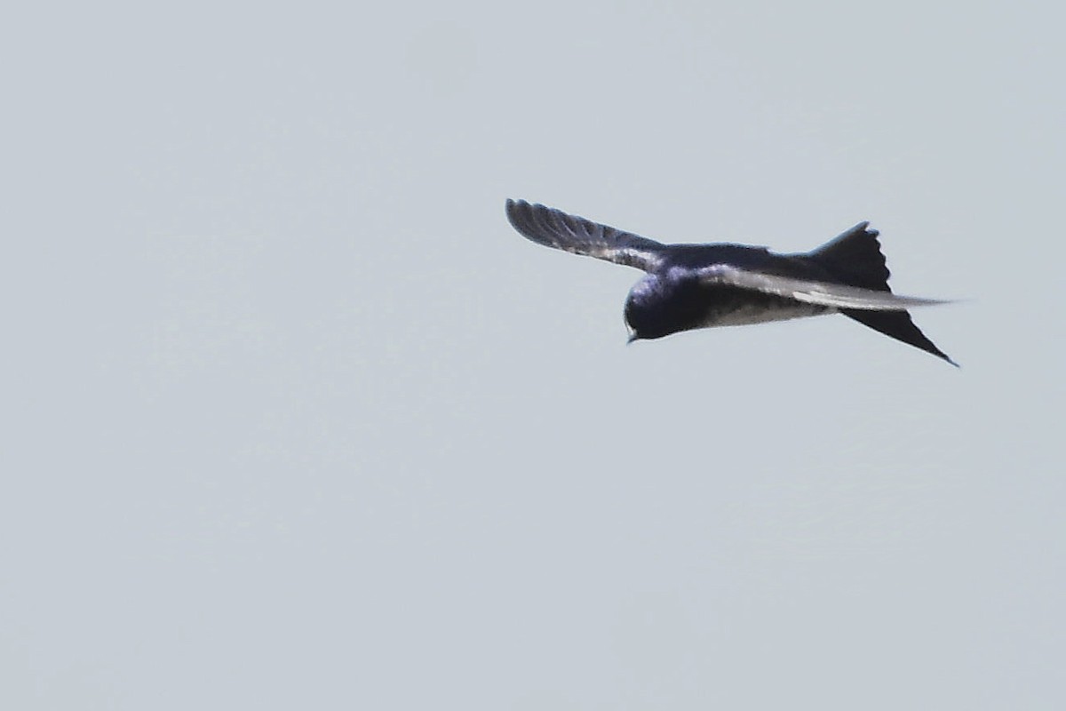 Gray-breasted Martin - ML624231726