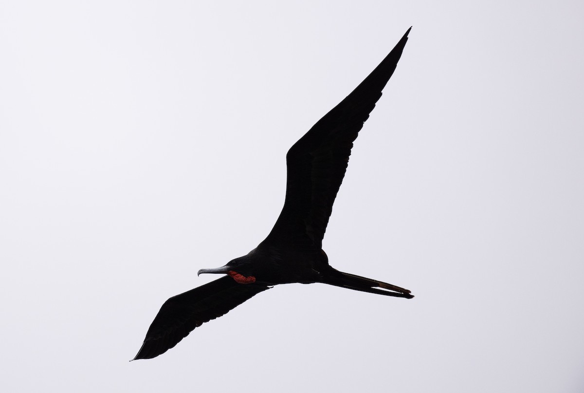 fregatka vznešená - ML624231728