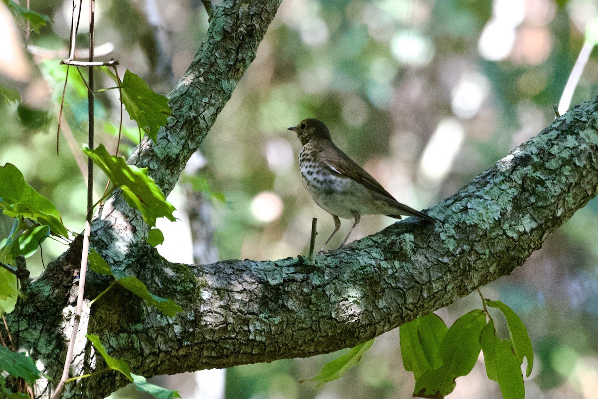 Swainson's Thrush - ML624231745