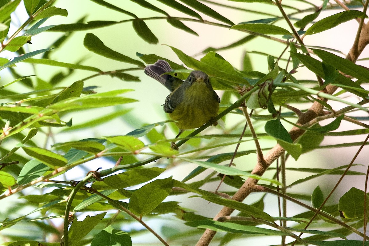 Magnolia Warbler - ML624231797