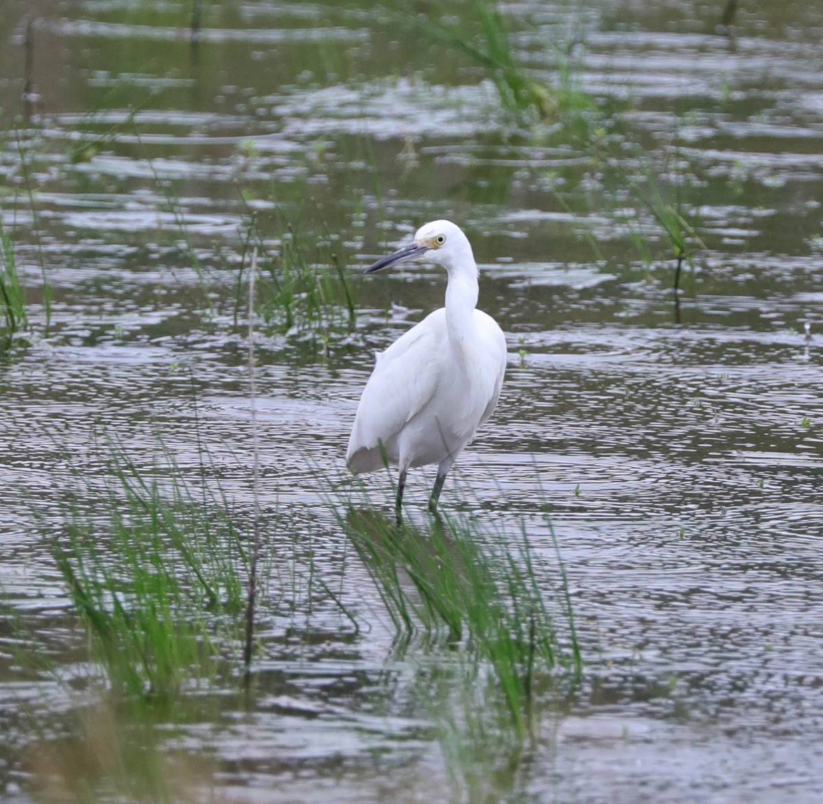 Little Blue Heron - Laurel Barnhill