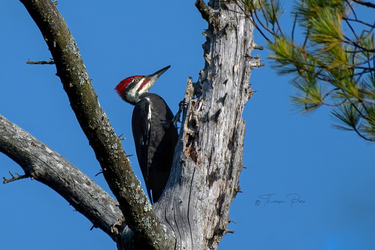 Pileated Woodpecker - ML624231803