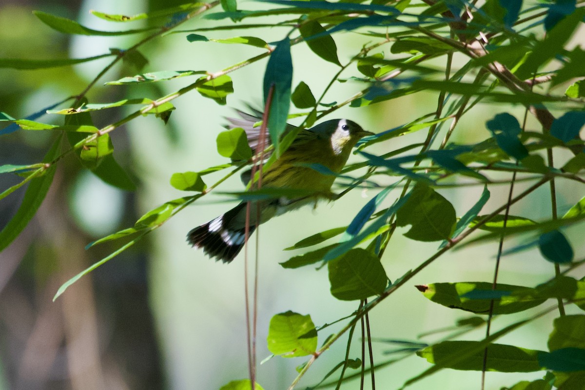 Magnolia Warbler - ML624231814