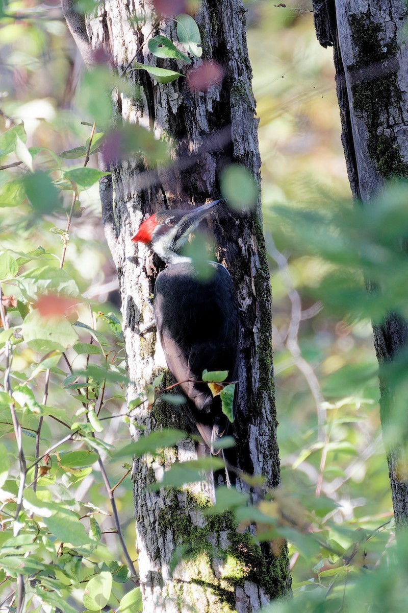 Pileated Woodpecker - ML624231839