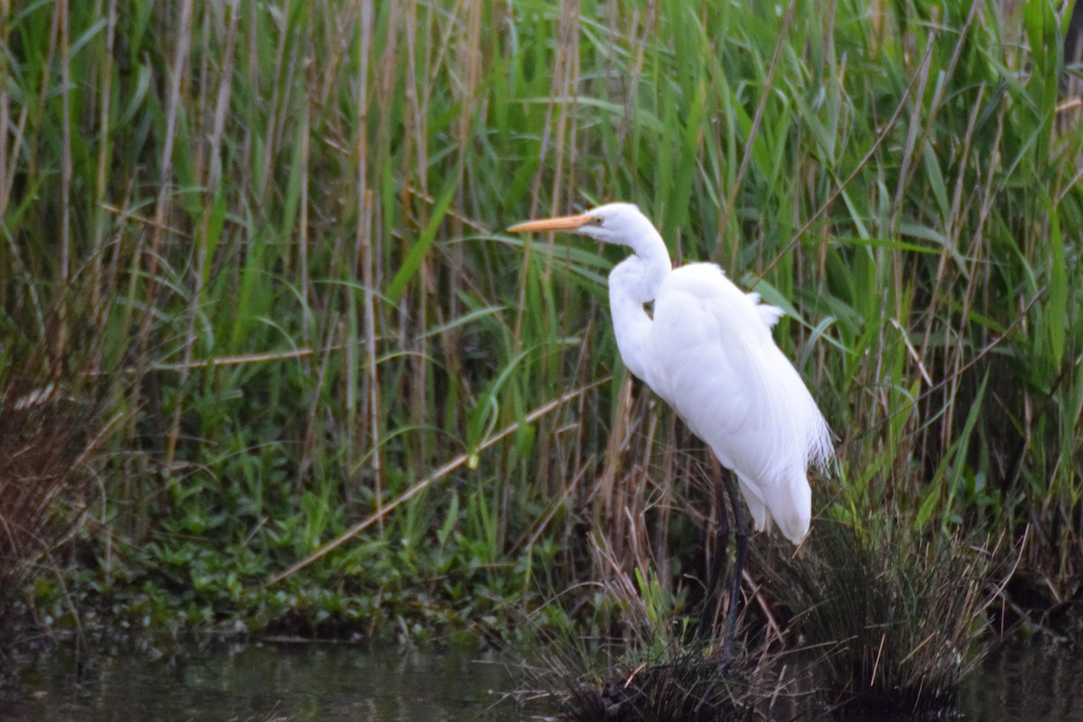 Plumed Egret - ML624231842