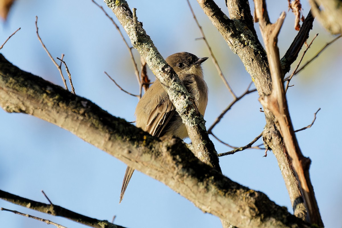 Eastern Phoebe - ML624231850