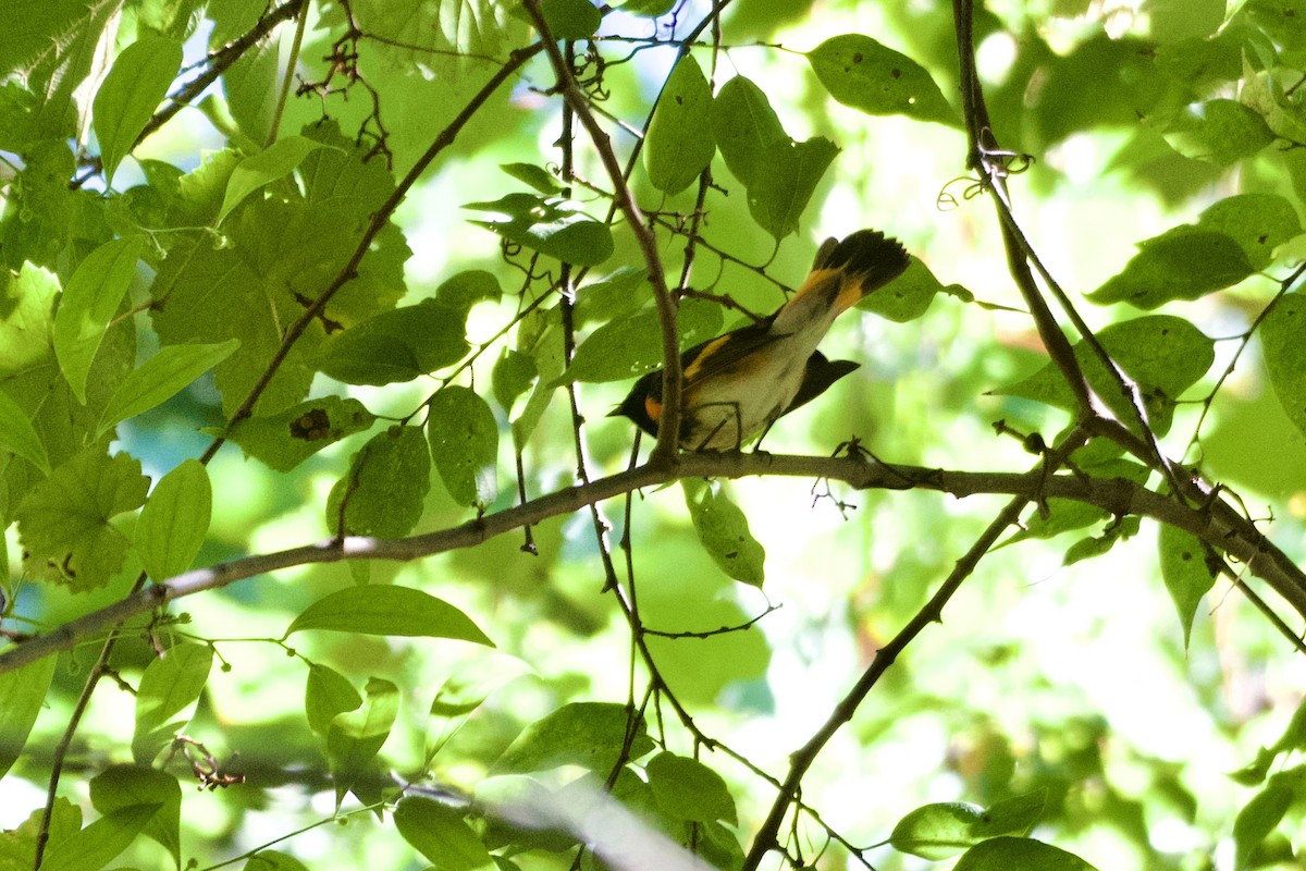 American Redstart - ML624231856