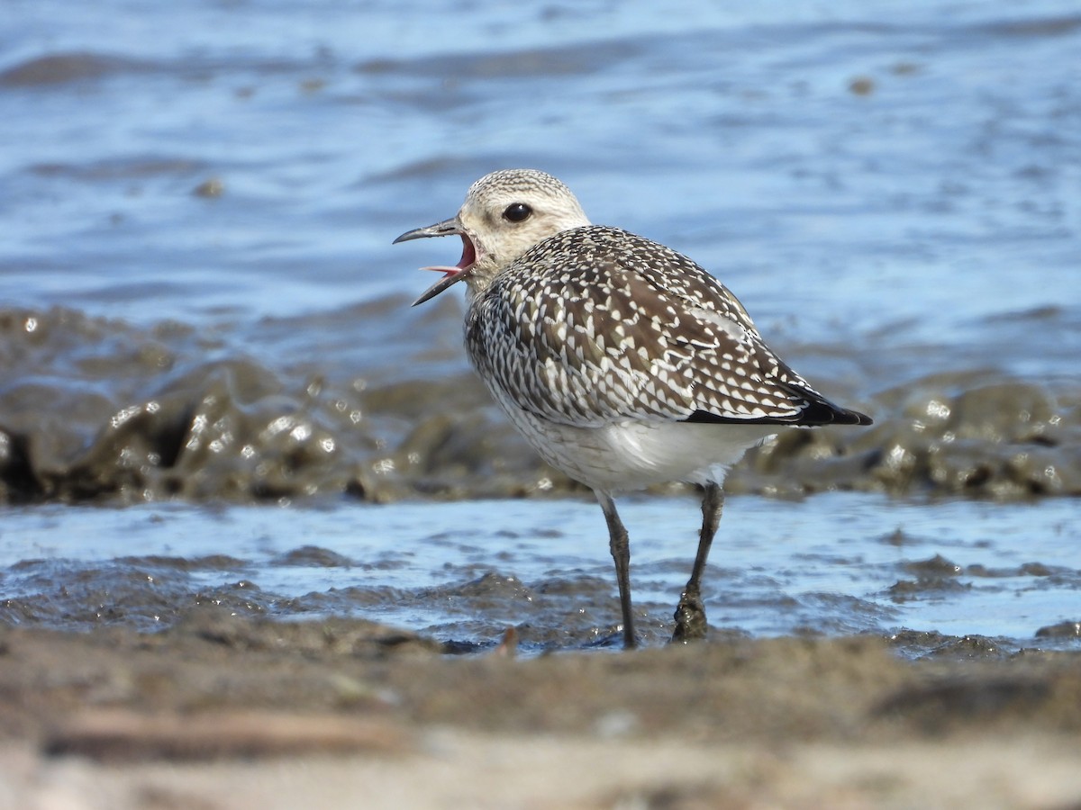 Black-bellied Plover - ML624231868