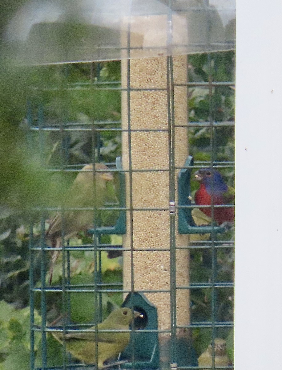 Painted Bunting - ML624231878