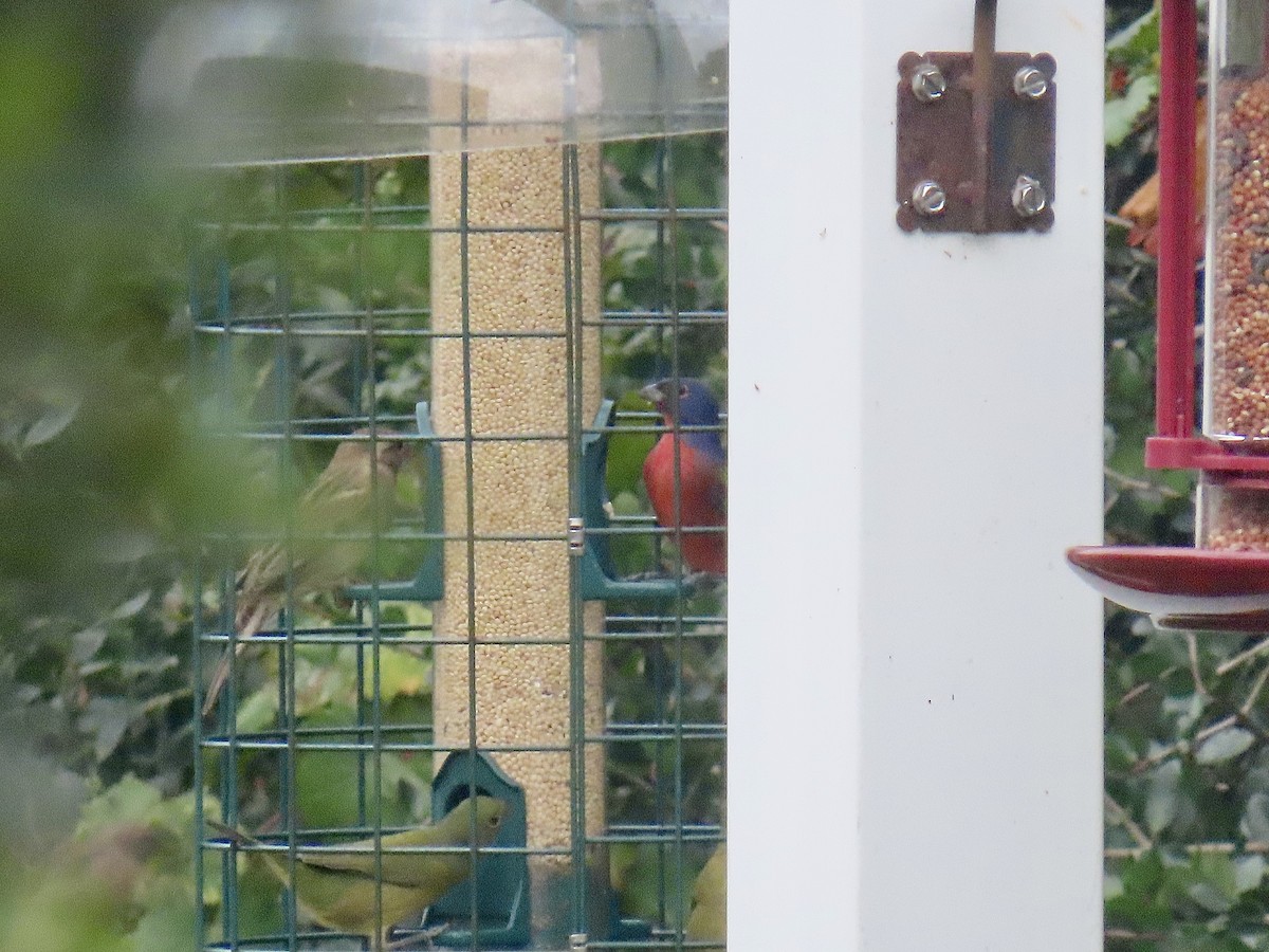 Painted Bunting - ML624231879