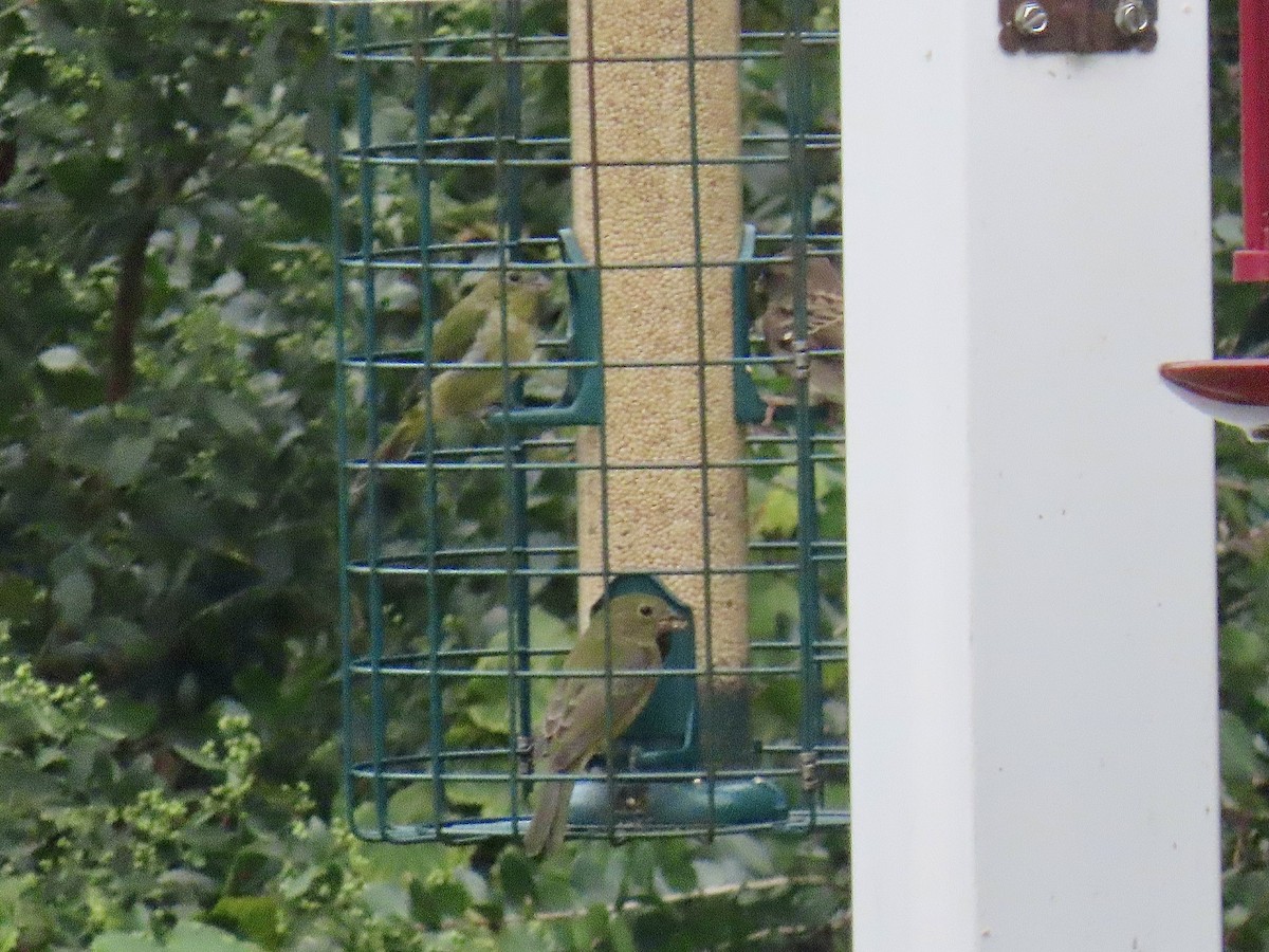 Painted Bunting - ML624231880