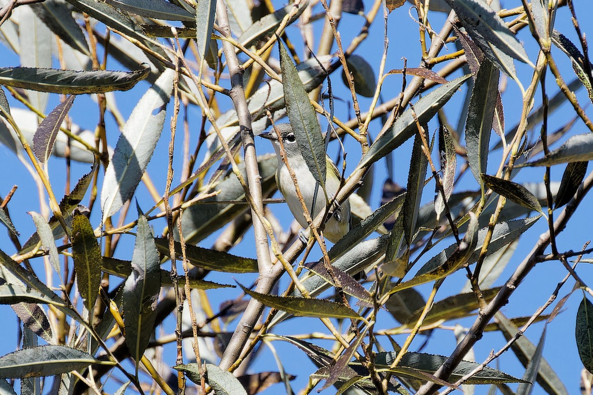 Blue-headed Vireo - ML624231883