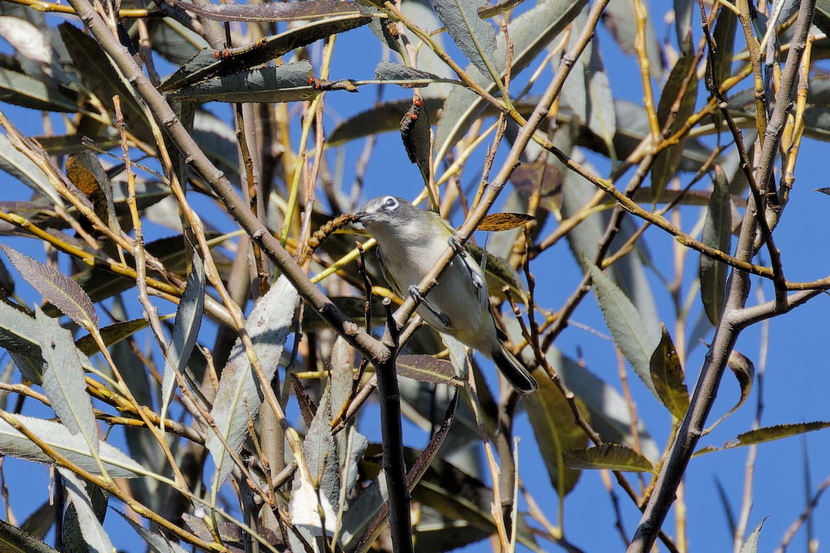 Blue-headed Vireo - ML624231886