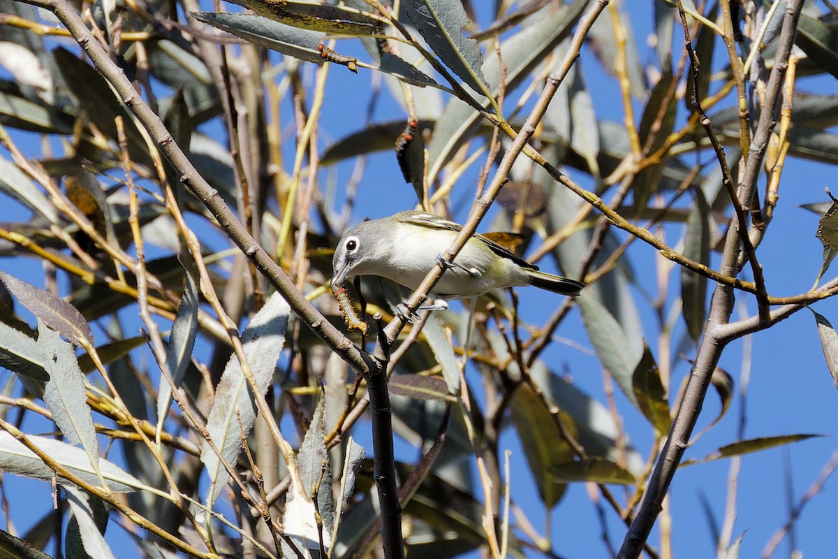 Blue-headed Vireo - ML624231891