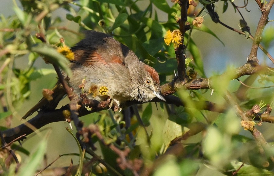 Pale-breasted Spinetail - ML624231896