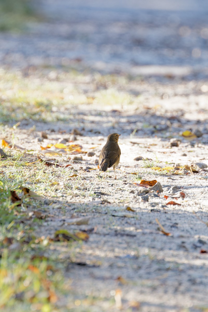 Swainson's Thrush - ML624231900