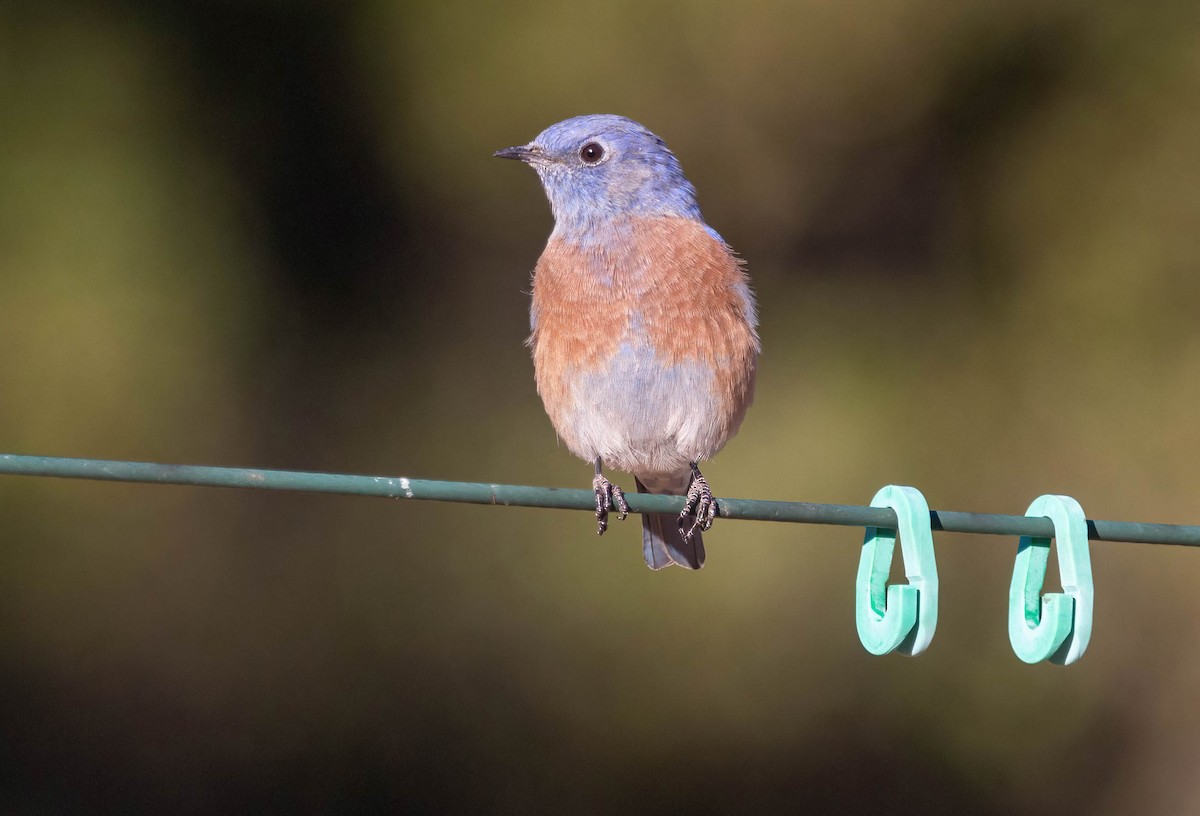 Western Bluebird - ML624231902