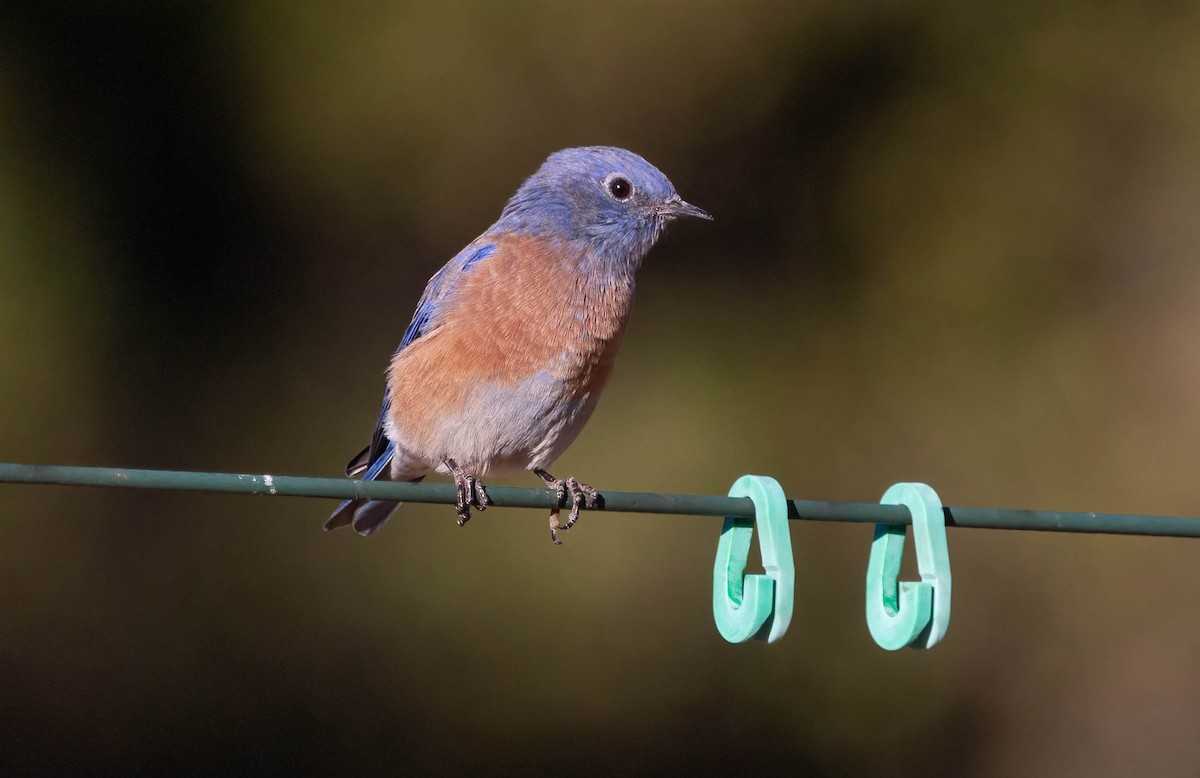 Western Bluebird - ML624231903