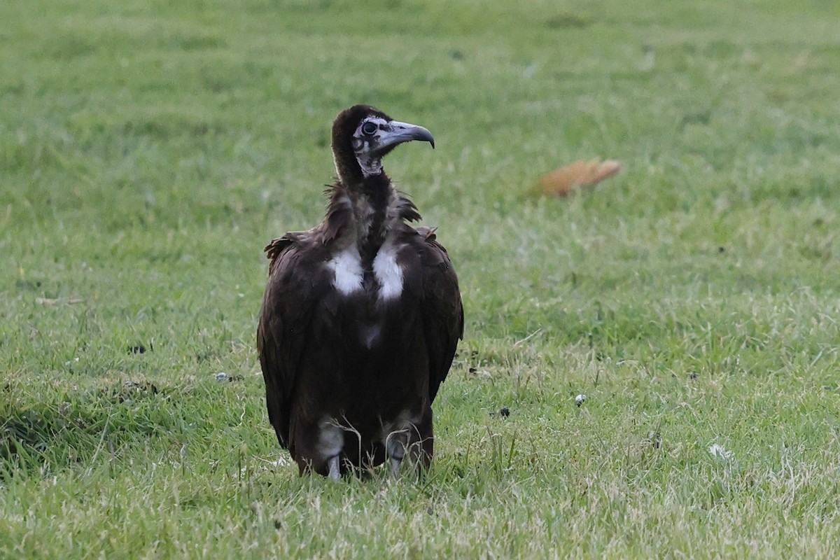 Hooded Vulture - ML624231908