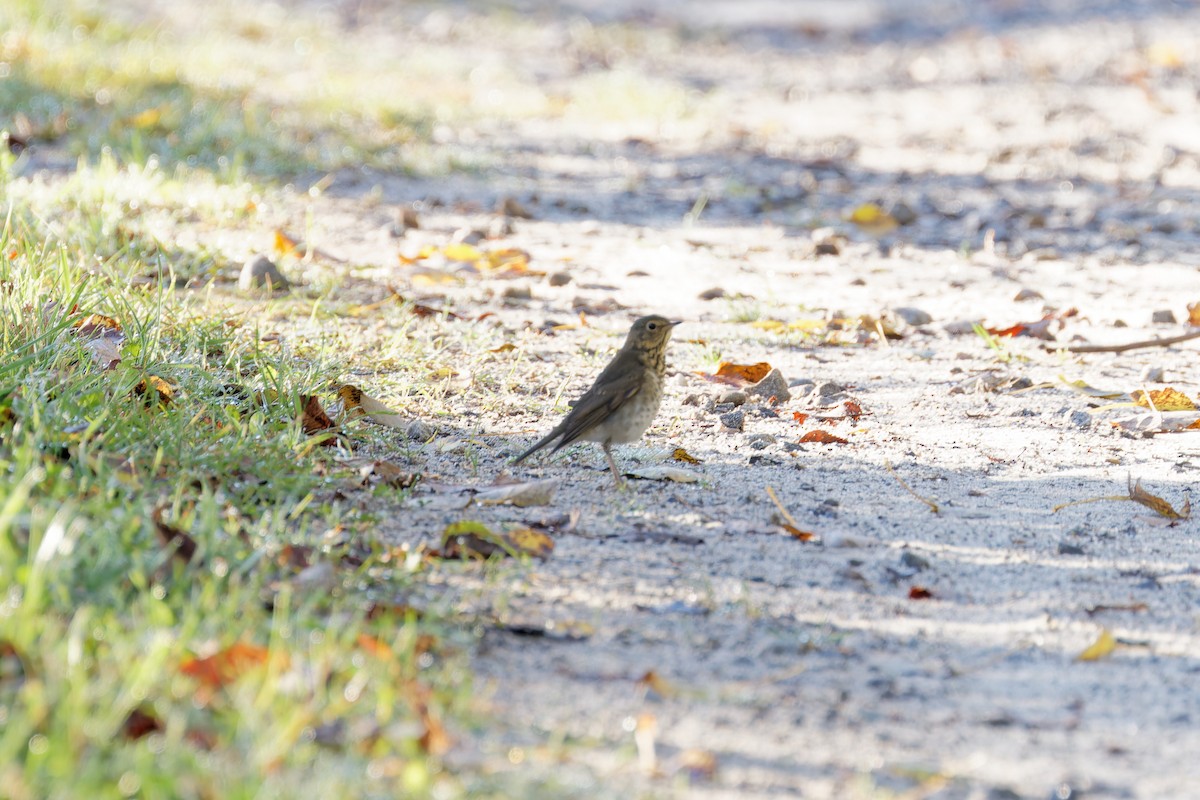 Swainson's Thrush - ML624231910