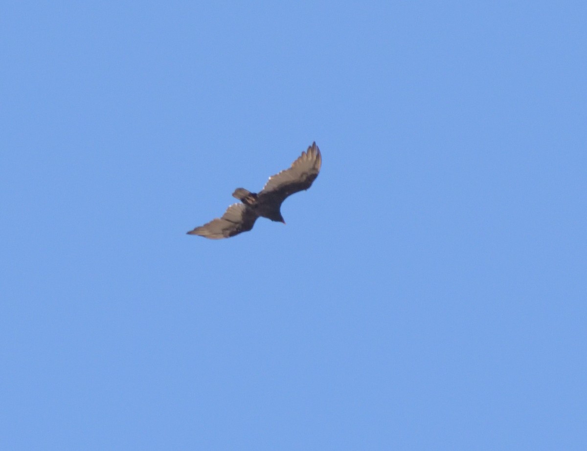 Turkey Vulture - Robert Tonge