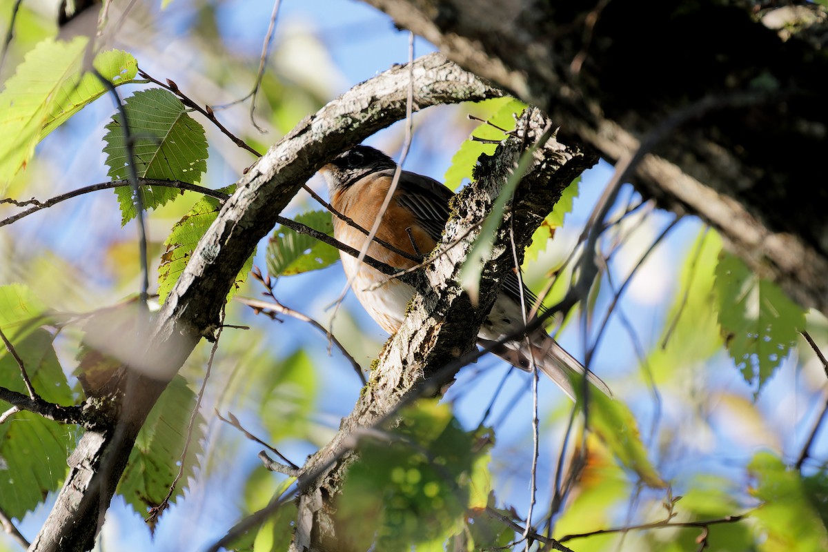 American Robin - ML624231917