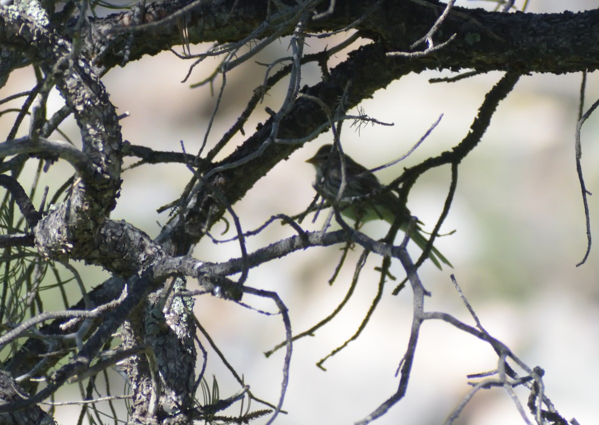 Savannah Sparrow - ML624231924