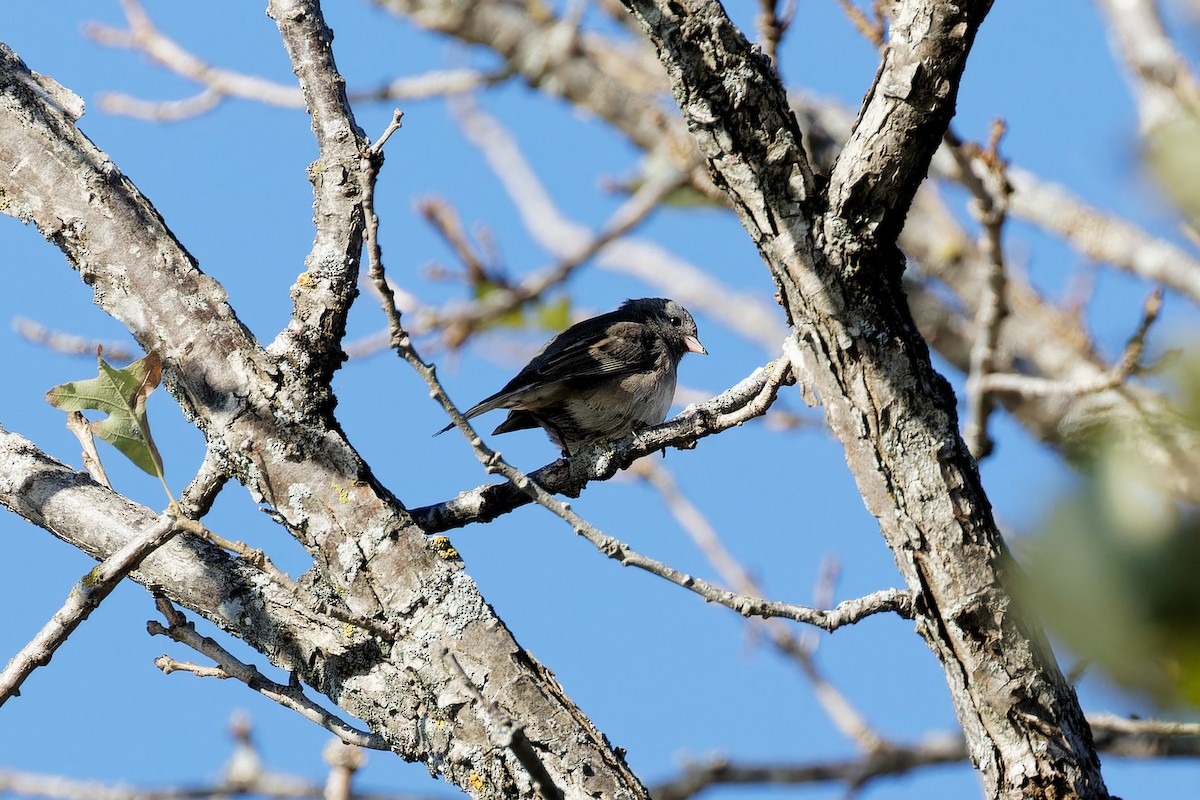 Dark-eyed Junco - ML624231925