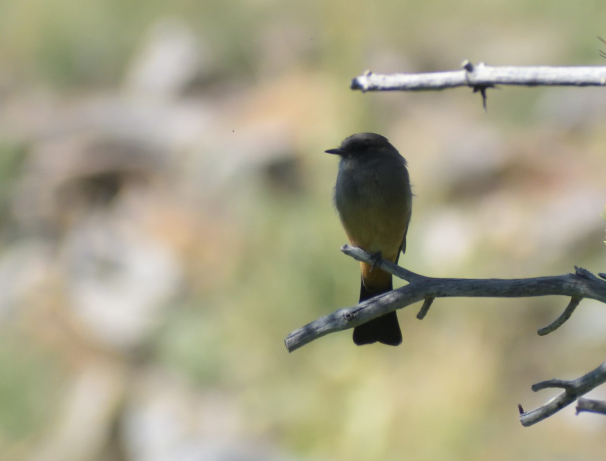 Say's Phoebe - ML624231936