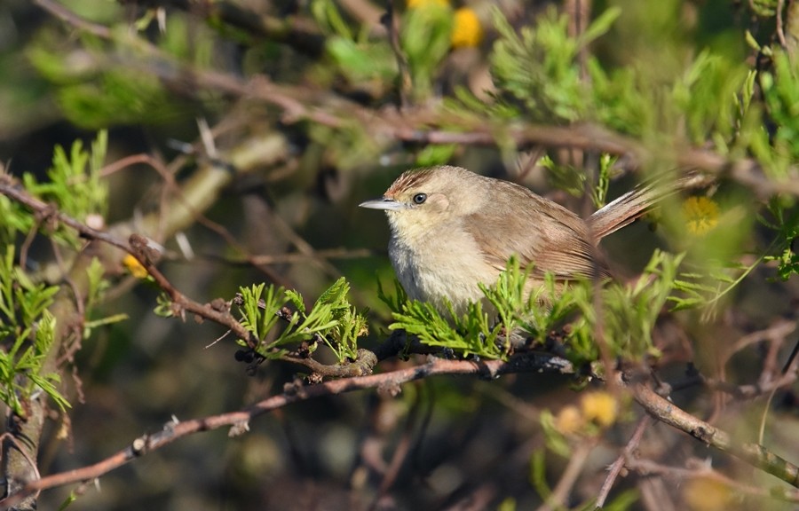 Little Thornbird - ML624231938