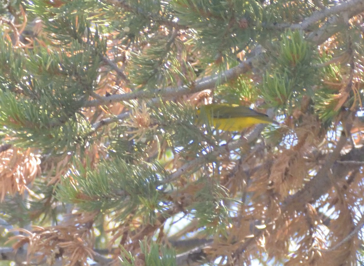 Wilson's Warbler - ML624231942
