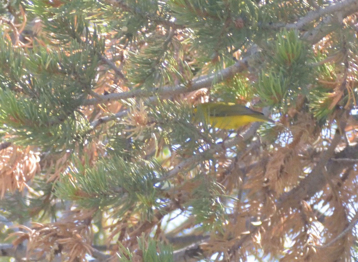 Wilson's Warbler - Robert Tonge