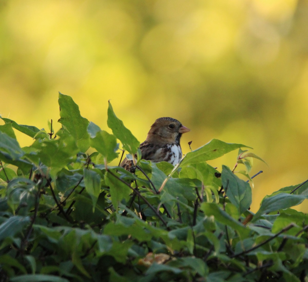 Harris's Sparrow - ML624231946