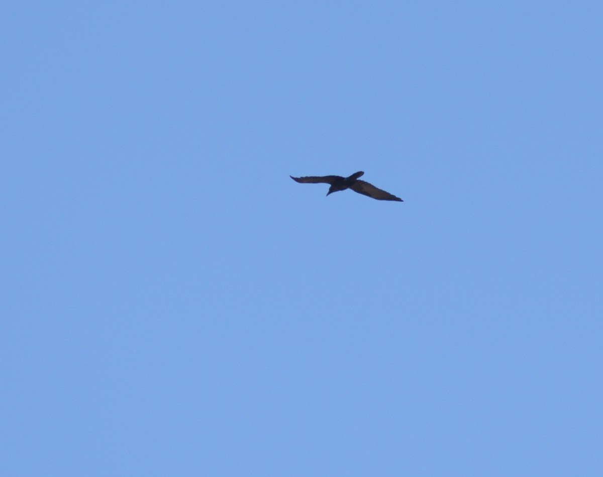 Common Raven - ML624231949