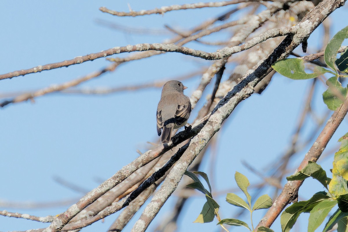 Dark-eyed Junco - ML624231950