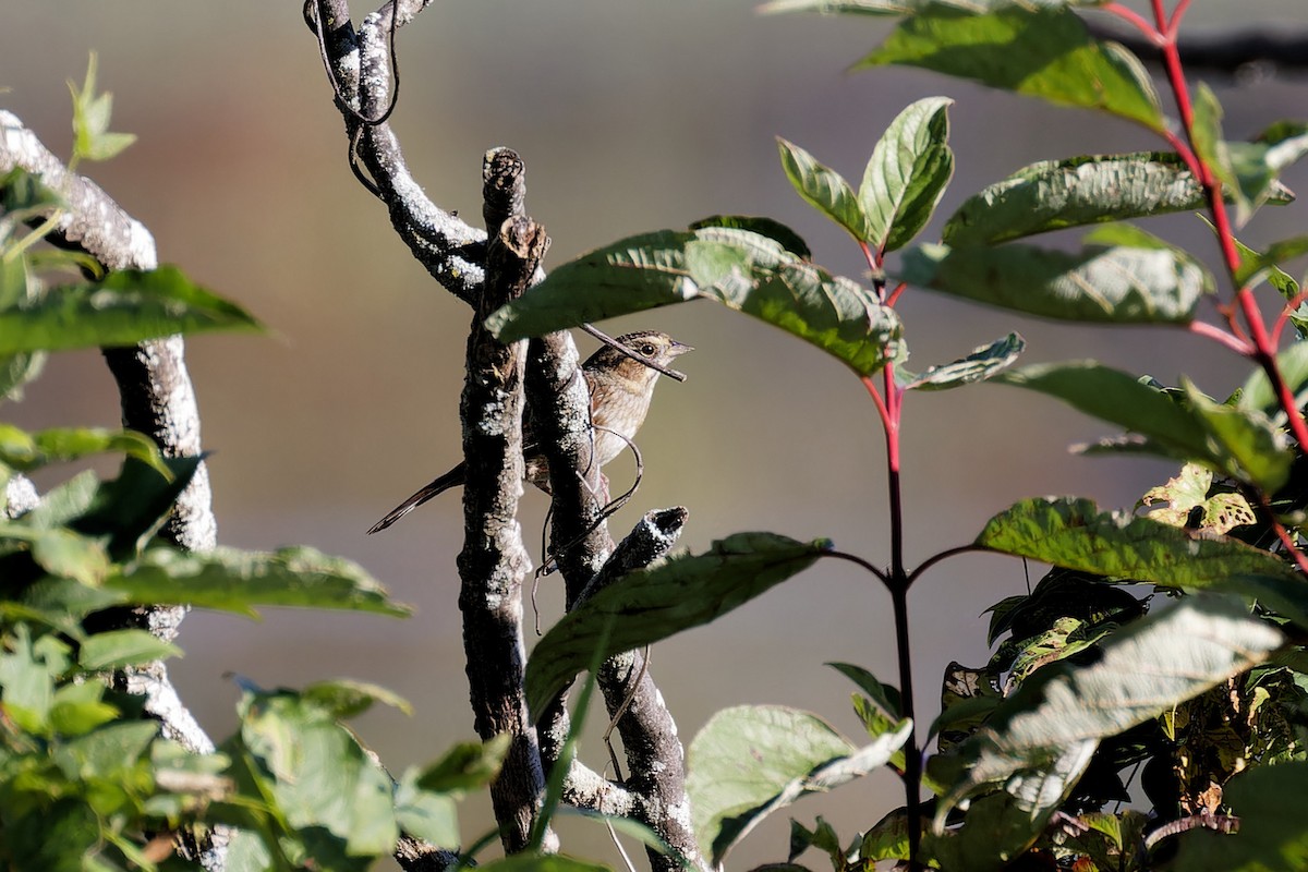 White-throated Sparrow - ML624231955