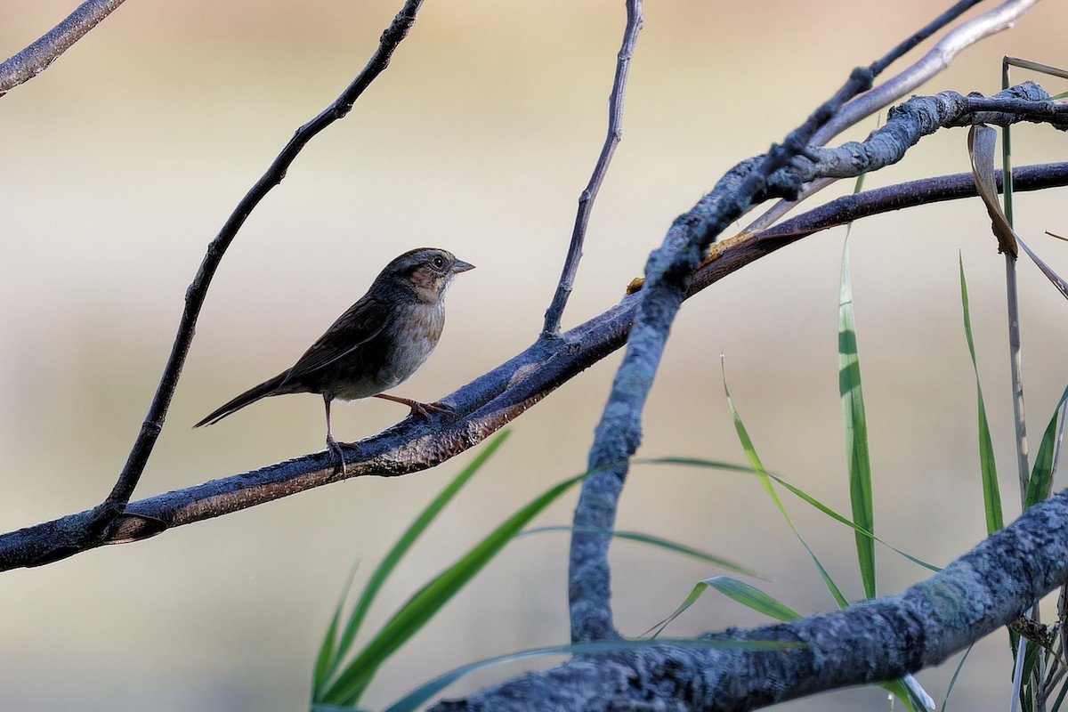 White-throated Sparrow - ML624231956